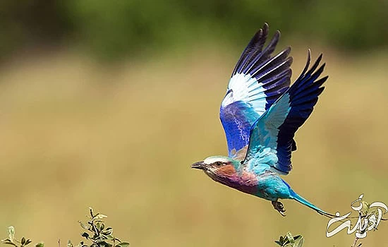 با خنگترین حیوانات دنیا آشنا بشید با خنگترین حیوانات دنیا آشنا بشید